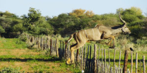 Kudu auf der Farm Hazeldene